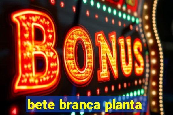 bete branca planta