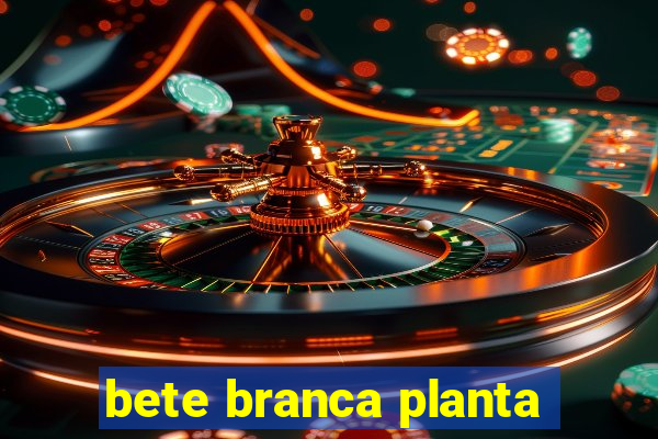 bete branca planta