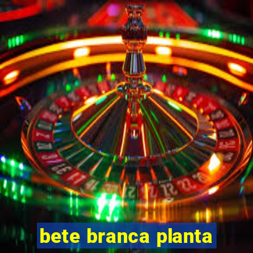 bete branca planta