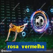 rosa vermelha (letra e cifra)