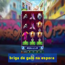 briga de galo na espora