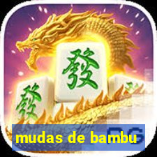 mudas de bambu