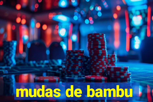 mudas de bambu